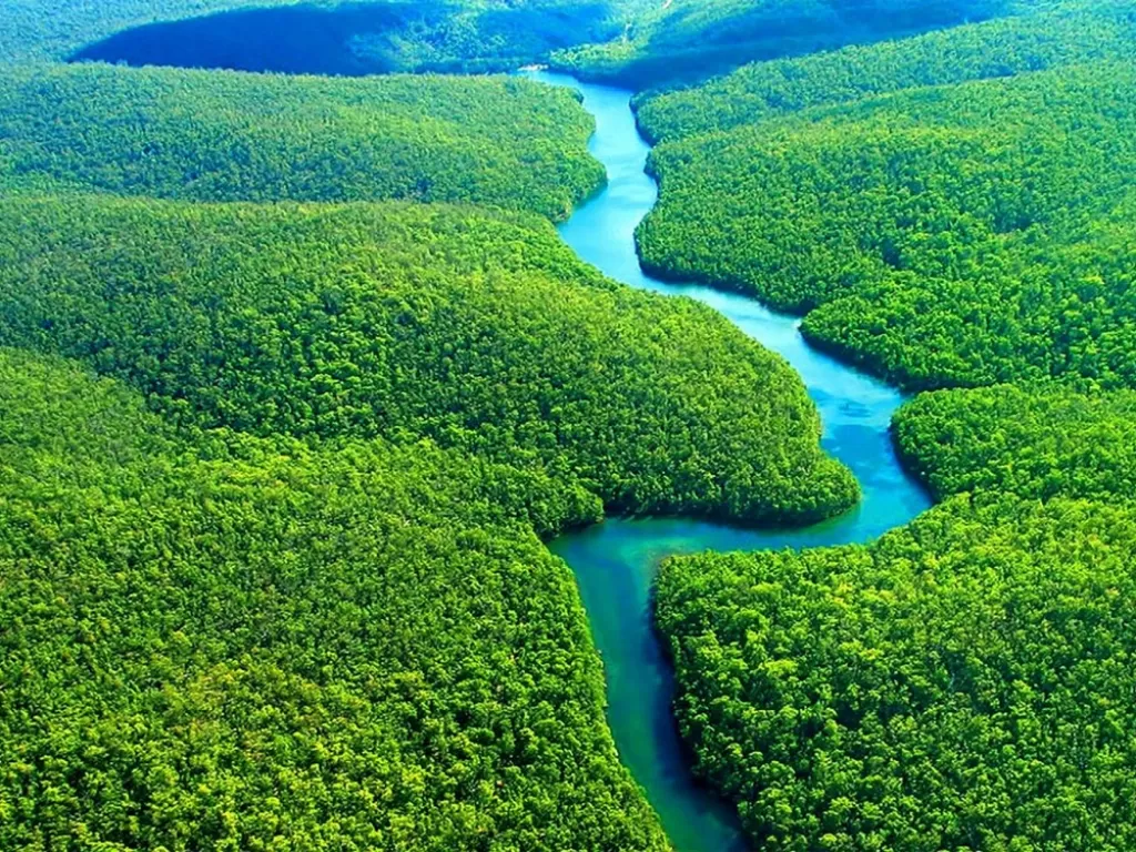 Petualangan Keajaiban Alam Liar di Hutan Hujan Amazon